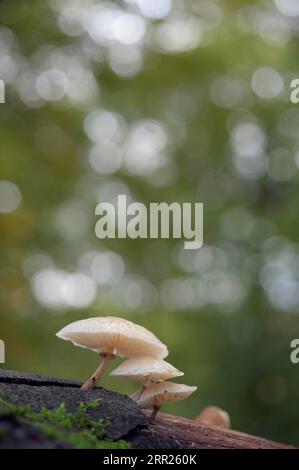 Rhubarbe visqueuse de hêtre, champignon de porcelaine (Mucidula mucida), groupe de champignons sur tronc de hêtre, Bottrop, région de la Ruhr, Rhénanie du Nord-Westphalie, Allemagne Banque D'Images