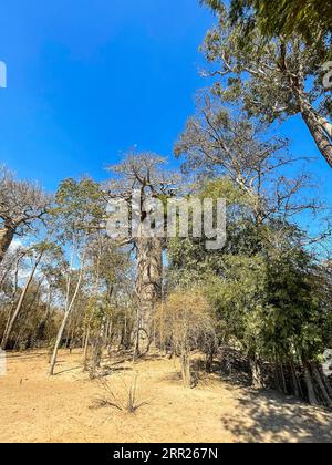 Madagascar, environs de Tsimafana, Baobab Banque D'Images