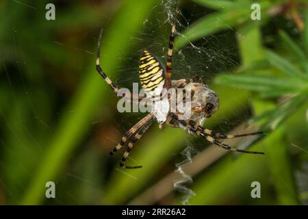 Araignée guêpe (Argiope bruennichi) en toile avec perruque filée (Forticula auricularia) comme proie, Baden-Wuerttemberg, Allemagne Banque D'Images