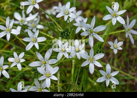 Étoile à lait (Ornithogalum umbellatum), Bavière, Allemagne Banque D'Images