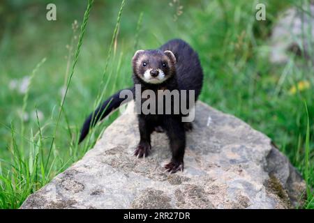 Polecat européen (Mustela putorius), adulte, alerte, sur les rochers, Surrey, Angleterre, Grande-Bretagne Banque D'Images