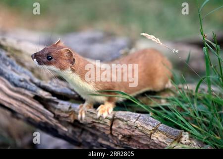 Ermine, Grand Chouette (Mustela erminea), herse, adulte, alerte, sur le tronc d'arbre, Surrey, Angleterre, Grande-Bretagne Banque D'Images