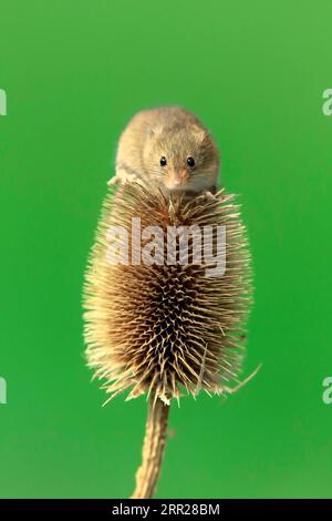 Souris de récolte eurasienne (Micromys minutus), adulte, sur chardon, stand de fruits, Surrey, Angleterre, Grande-Bretagne Banque D'Images