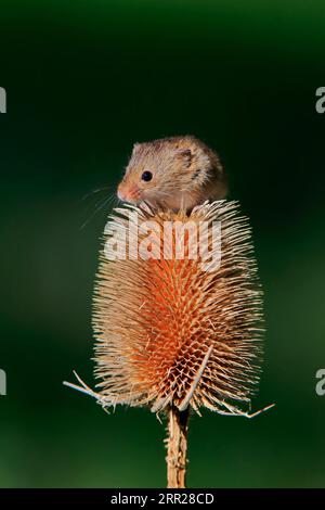 Souris de récolte eurasienne (Micromys minutus), adulte, sur chardon, stand de fruits, Surrey, Angleterre, Grande-Bretagne Banque D'Images