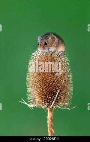 Souris de récolte eurasienne (Micromys minutus), adulte, sur chardon, stand de fruits, Surrey, Angleterre, Grande-Bretagne Banque D'Images