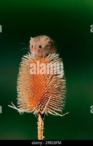 Souris de récolte eurasienne (Micromys minutus), adulte, sur chardon, stand de fruits, Surrey, Angleterre, Grande-Bretagne Banque D'Images