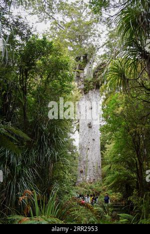 201006 -- NORTHLAND, le 6 octobre 2020 -- les gens voient un arbre kauri dans la forêt de Waipoua à Northland, en Nouvelle-Zélande, le 6 octobre 2020. Waipoua, et les forêts adjacentes, constituent la plus grande étendue de forêt indigène restante dans le Northland ainsi que la maison des arbres de kauri. NOUVELLE-ZÉLANDE-FORÊT DE WAIPOUA-ARBRES DE KAURI GUOXLEI PUBLICATIONXNOTXINXCHN Banque D'Images