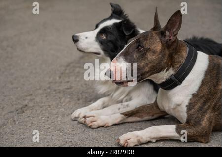 Bull terrier et Border collie sont dehors. Deux chiens en promenade. Banque D'Images