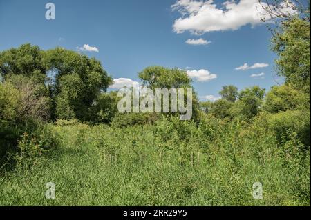 Forêt alluviale sur les rives du Rhin Banque D'Images