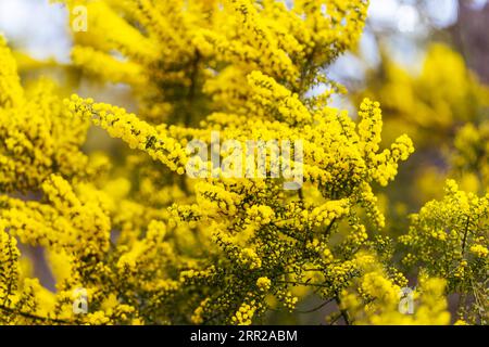 Floraison de l'arbre Mimosa, autrement connu sous le nom de Wattle doré (Acacia pycnantha) sur une journée fraîche de fin d'hiver dans la réserve de conservation de Greswell Banque D'Images