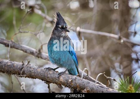 Steller's Jay ( Cyanocitta stelleri ), Yellowstone National Park, Wyoming, États-Unis d'Amérique Banque D'Images