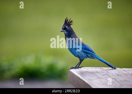 Steller's Jay ( Cyanocitta stelleri ), Yellowstone National Park, Wyoming, États-Unis d'Amérique Banque D'Images