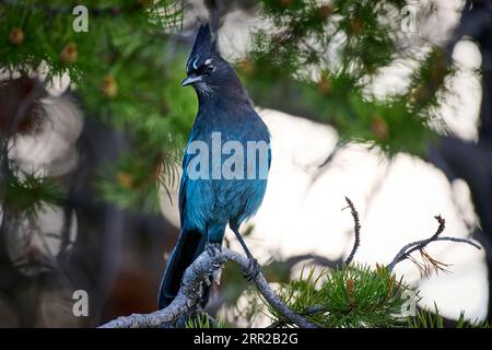 Steller's Jay ( Cyanocitta stelleri ), Yellowstone National Park, Wyoming, États-Unis d'Amérique Banque D'Images