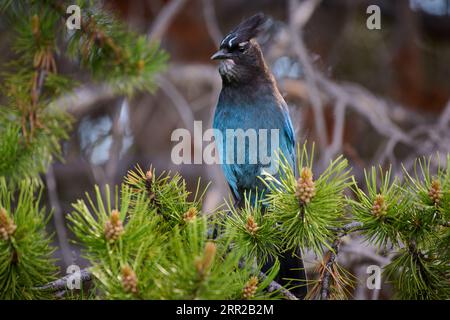 Steller's Jay ( Cyanocitta stelleri ), Yellowstone National Park, Wyoming, États-Unis d'Amérique Banque D'Images