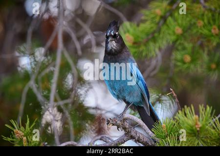 Steller's Jay ( Cyanocitta stelleri ), Yellowstone National Park, Wyoming, États-Unis d'Amérique Banque D'Images