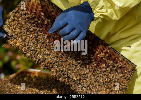 201010 -- AUCKLAND, le 10 octobre 2020 -- Un apiculteur examine une ruche dans une banlieue d'Auckland, Nouvelle-Zélande, le 9 octobre 2020. Alors que le printemps approche de l'hémisphère sud, les apiculteurs sont occupés pour la nouvelle saison de cueillette du miel en Nouvelle-Zélande. NOUVELLE-ZÉLANDE-AUCKLAND-BEEKEEPER-HONEY GuoxLei PUBLICATIONxNOTxINxCHN Banque D'Images
