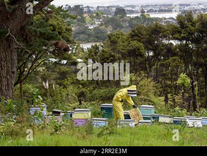 201010 -- AUCKLAND, le 10 octobre 2020 -- Un apiculteur examine une ruche dans une banlieue d'Auckland, Nouvelle-Zélande, le 9 octobre 2020. Alors que le printemps approche de l'hémisphère sud, les apiculteurs sont occupés pour la nouvelle saison de cueillette du miel en Nouvelle-Zélande. NOUVELLE-ZÉLANDE-AUCKLAND-BEEKEEPER-HONEY GuoxLei PUBLICATIONxNOTxINxCHN Banque D'Images