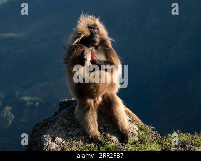 Babouin Gelada (Theropithecus gelada), mâle se prélassant sur le rocher, parc national du Semien, Éthiopie Banque D'Images