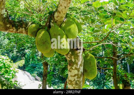 Jackfruits poussant sur l'arbre dans un jardin de fruits tropicaux sur l'île de Mahé, Seychelles Banque D'Images