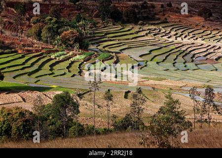 Rizières en terrasses près de Fianarantsoa, Madagascar, Afrique Banque D'Images