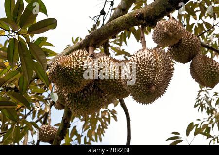 Fruits de durian (Durio zibethinus) sur arbre, Thaïlande Banque D'Images