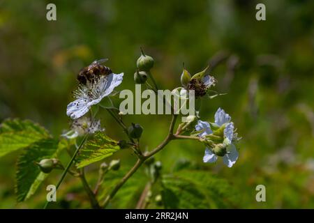 Fleur de dewberry européenne Rubus caesius en été. Banque D'Images