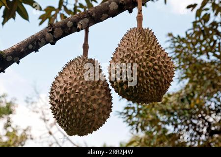 Durian (Durio zibethinus), fruit sur branche, Morn Thong, Thaïlande Banque D'Images