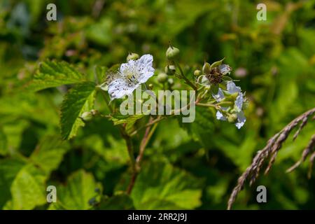 Fleur de dewberry européenne Rubus caesius en été. Banque D'Images