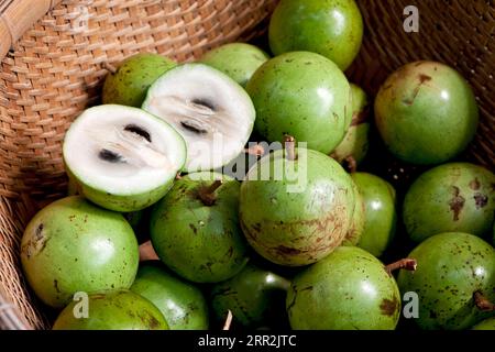 Pommes au lait, pommes étoilées (Chrysophyllum cainito), Vietnam, Asie du Sud-est Banque D'Images