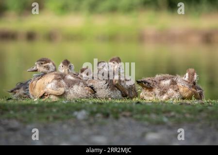 Poussins d'oie égyptiens à l'étang Banque D'Images