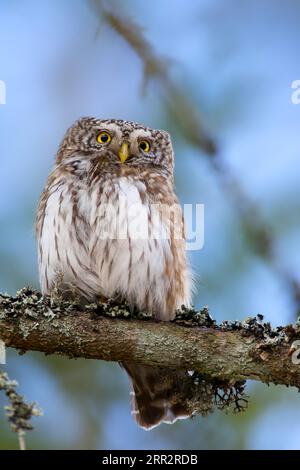 Chouette naine eurasien, Glaucidium passerinum, Bavaria, Germany, Europe Banque D'Images