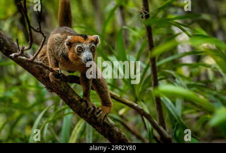 Un lémurien couronné (Eulemur coronatus) mâle dans les forêts sèches du nord de Madagascar Banque D'Images