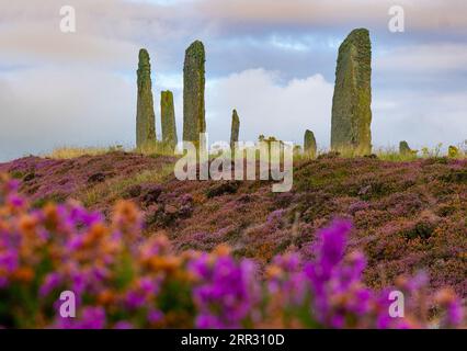 Lumière matinale à Ring of Brodgar henge néolithique et cercle de pierre à West Mainland, îles Orcades, Écosse, Royaume-Uni. Banque D'Images