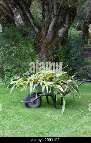 Brouette pleine de plants de maïs doux défrichés Banque D'Images