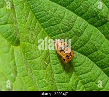 macro shot montrant la pupe d'une dame asiatique coléoptère adaptée à une feuille verte Banque D'Images