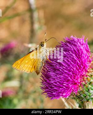 Macro plan latéral d'un grand papillon skipper reposant sur une fleur de chardon violet Banque D'Images