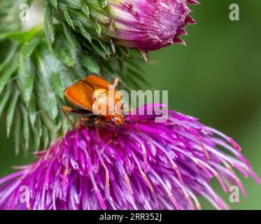 Macro plan d'un insecte mirid sur la fleur de chardon violet Banque D'Images