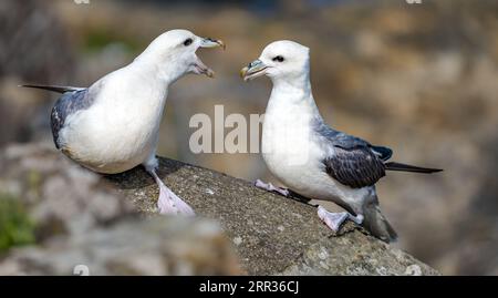 Une paire de fulmars (Fulmarus glacialis) assis sur un rebord communiquant par facturation avec leur bec, Écosse, Royaume-Uni Banque D'Images