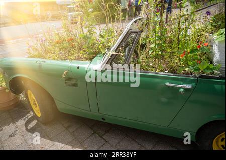 Jardin de fleurs sur une voiture recyclée pour le concept respectueux de l'environnement. Jardinage sur une voiture de junk pour l'idée de recycler. Banque D'Images