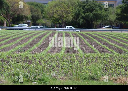 Autour du Metroplex avant la CHALEUR DE l'été Banque D'Images