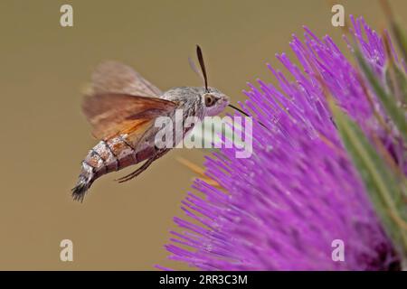 Hawkmoth de colibri (Macroglossum stellatarum) porté adulte Pyrénées Espagne ES août 2023 Banque D'Images