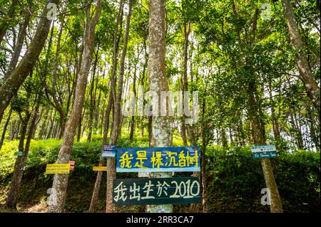 201030 -- KUALA LUMPUR, le 30 octobre 2020 -- une photo prise le 29 octobre 2020 montre la plantation de bois d'agar de la vallée du thé Gaharu à Gopeng, Perak, Malaisie. POUR ALLER AVEC Spotlight : CIIE renforcer la confiance de la société malaisienne dans le marché chinois MALAYSIA-PERAK-TEA-CHINA-CIIE ZhuxWei PUBLICATIONxNOTxINxCHN Banque D'Images
