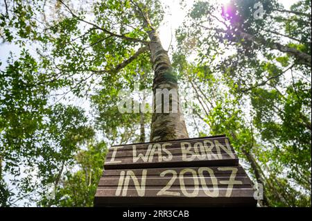 201030 -- KUALA LUMPUR, le 30 octobre 2020 -- une photo prise le 29 octobre 2020 montre la plantation de bois d'agar de la vallée du thé Gaharu à Gopeng, Perak, Malaisie. POUR ALLER AVEC Spotlight : CIIE renforcer la confiance de la société malaisienne dans le marché chinois MALAYSIA-PERAK-TEA-CHINA-CIIE ZhuxWei PUBLICATIONxNOTxINxCHN Banque D'Images