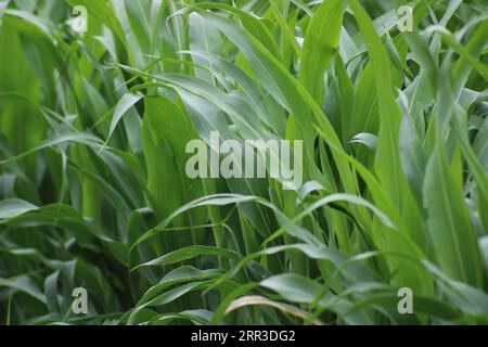 Autour du Metroplex avant la CHALEUR DE l'été Banque D'Images