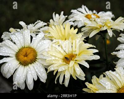 Gros plan de marguerites blanches (Anthemis) dans le jardin à la française avec des gouttes de pluie sur les pétales Banque D'Images