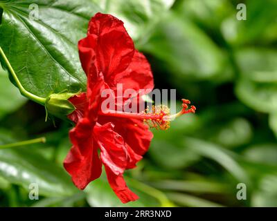 Macro de fleur rouge d'hibiscus (Hibiscus rosa-sinensis) parmi les feuilles Banque D'Images