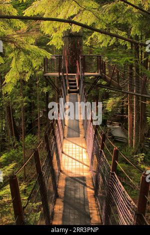 En faisant l'aventure Treetops au Capilano suspension Bridge Park à Vancouver, je me suis senti comme un enfant à nouveau. Banque D'Images