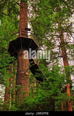 En faisant l'aventure Treetops au Capilano suspension Bridge Park à Vancouver, je me suis senti comme un enfant à nouveau. Banque D'Images