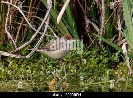 Blackcap (Sylvia atricapilla) femelle adulte perchée sur une brindille près de l'étang Eccles-on-Sea, Norfolk, Royaume-Uni. Avril Banque D'Images