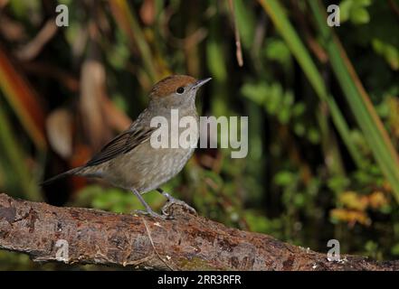 Femelle Blackcap (Sylvia atricapilla) perchée sur une branche morte près de l'étang Eccles-on-Sea, Norfolk, Royaume-Uni. Octobre Banque D'Images